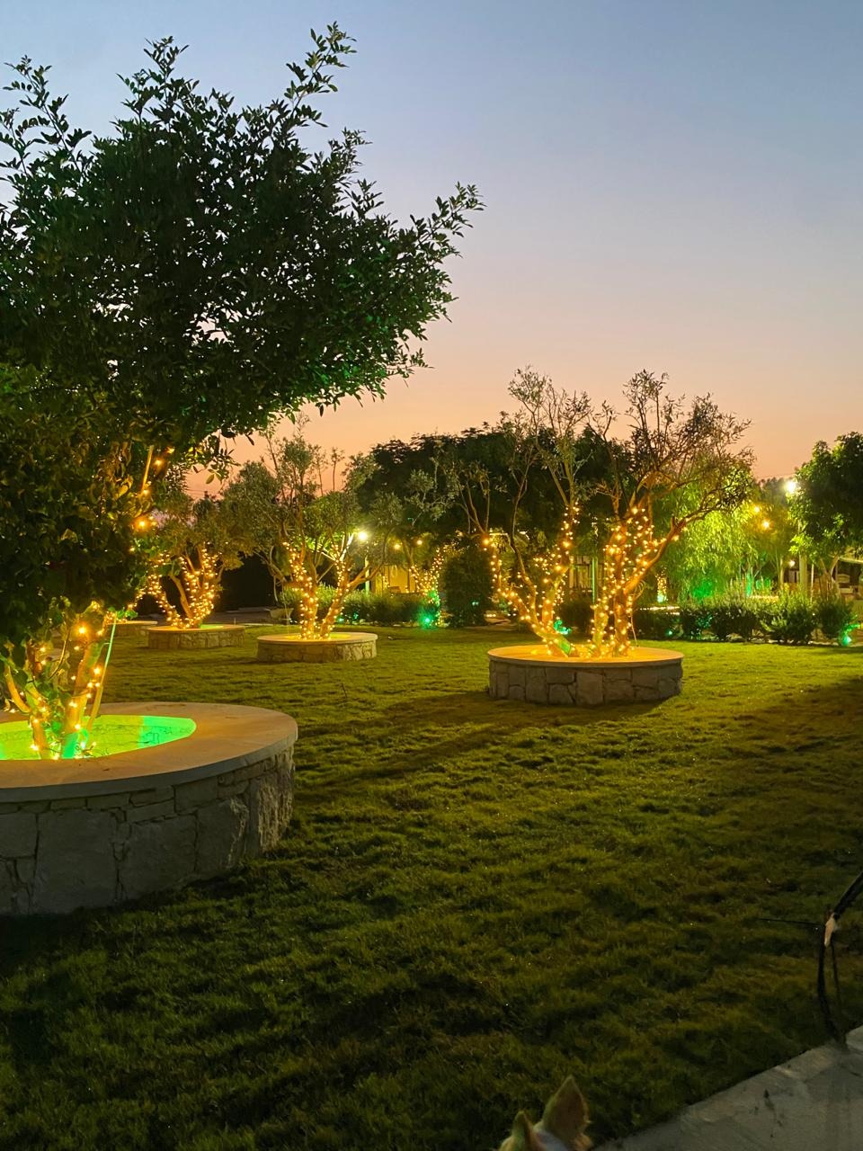 Lawn and Olive Tree Orchard